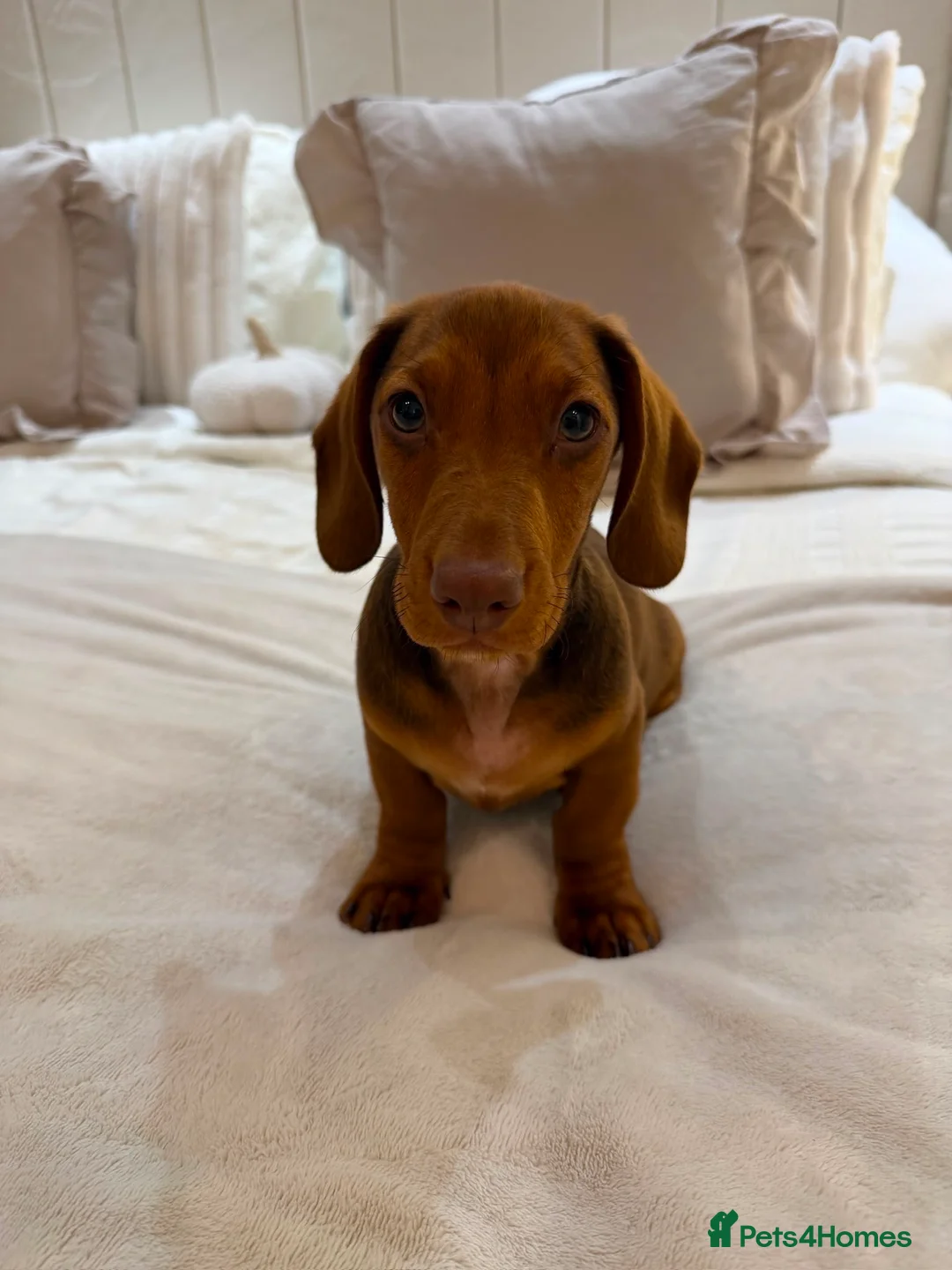 Dachshund dogs for sale: Red Chocolate Dacshund 6 month old puppy  - Advert 16