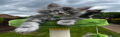 Maine Coon Kitten 1