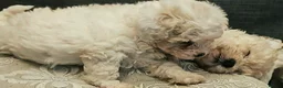 Cavapoochon dogs for sale: A beautiful Cavapoochon girl reade to leave now  - Advert 5