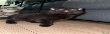 Blacky 