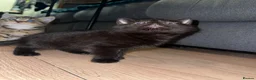 Mixed Breed cats for sale: Kittens  - Advert 7
