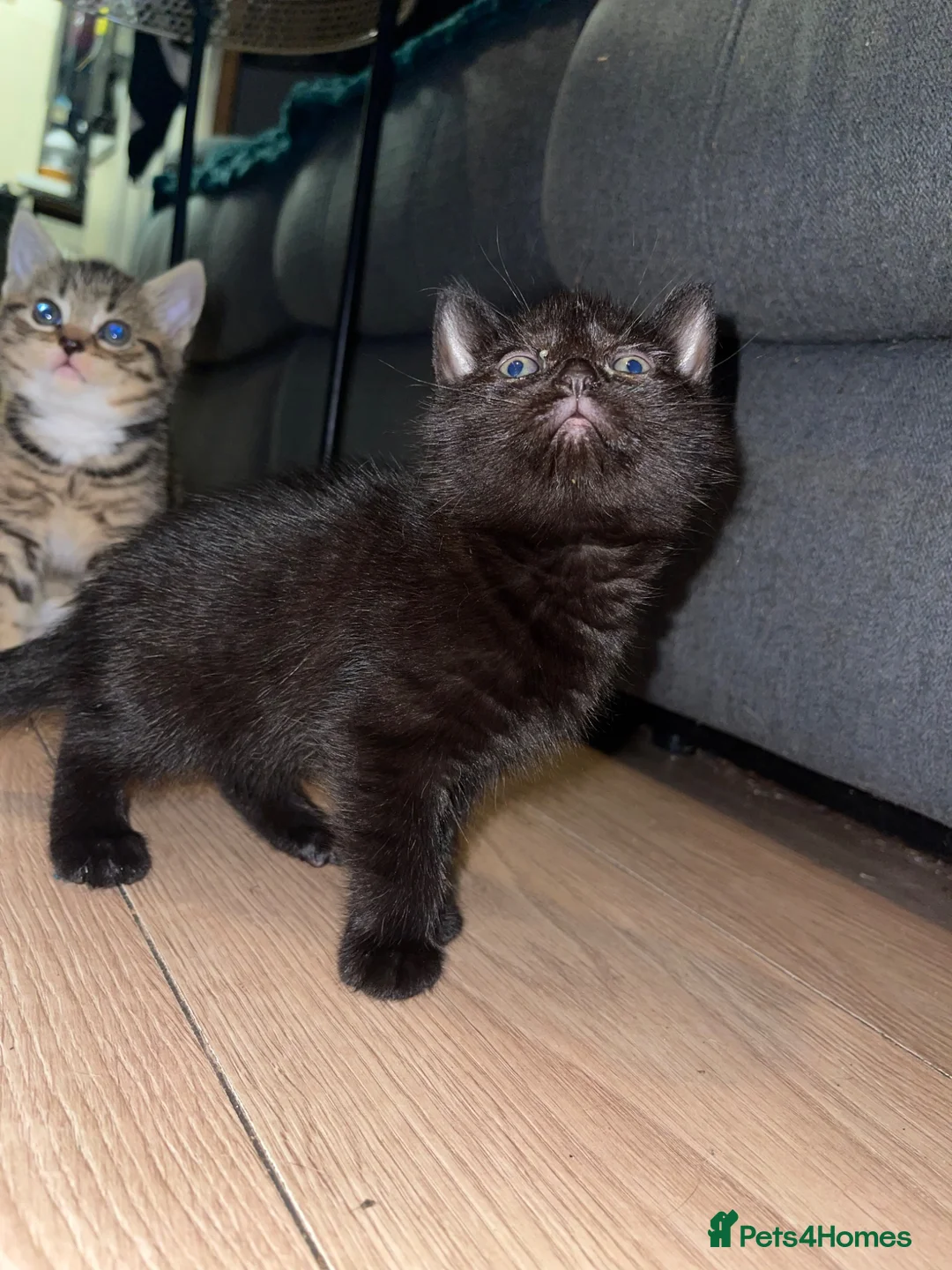 Mixed Breed cats for sale: Kittens  - Advert 7