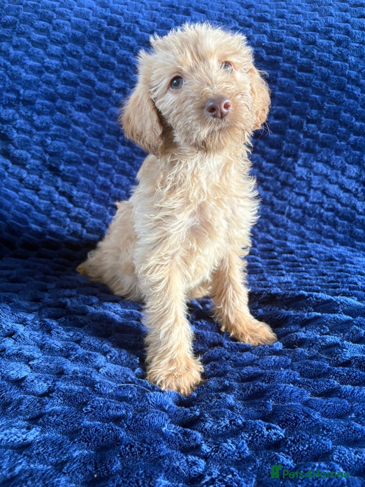 Labradoodle dogs Ready Soon! Beautiful F1b Labradoodles  - Advert 2