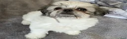Mixed Breed dogs for sale: Maltese x Pekingese Puppies - Advert 8
