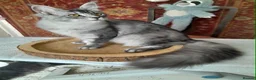 Maine Coon cats for sale: Black silver mackerel poly Girls TICA maine coon - Advert 5