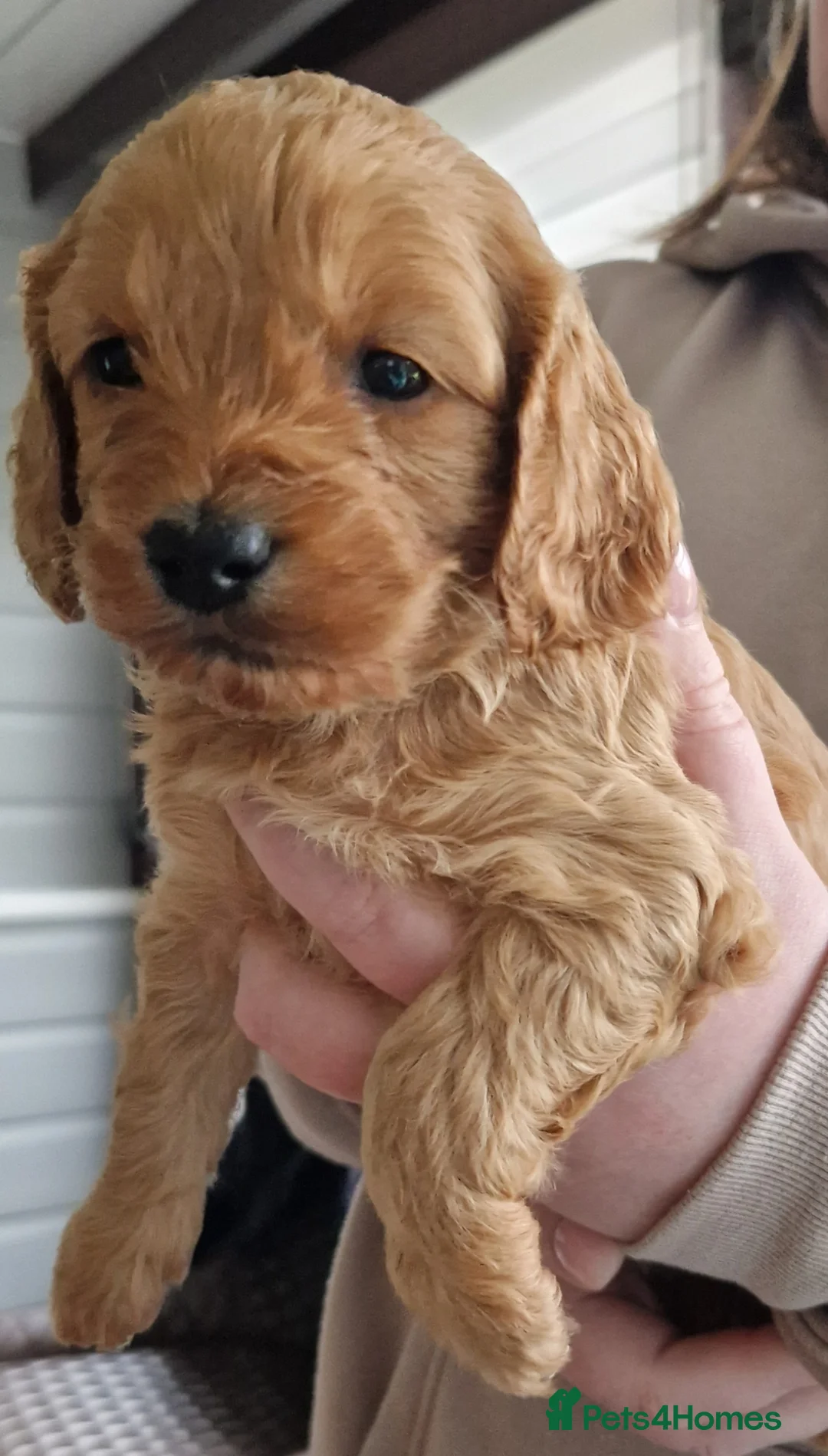 Cockapoo dogs for sale: Cockapoo X Toy Poodle - Advert 2