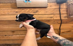 Mixed Breed dogs for sale: Staff/lab/collie pups  - Advert 13