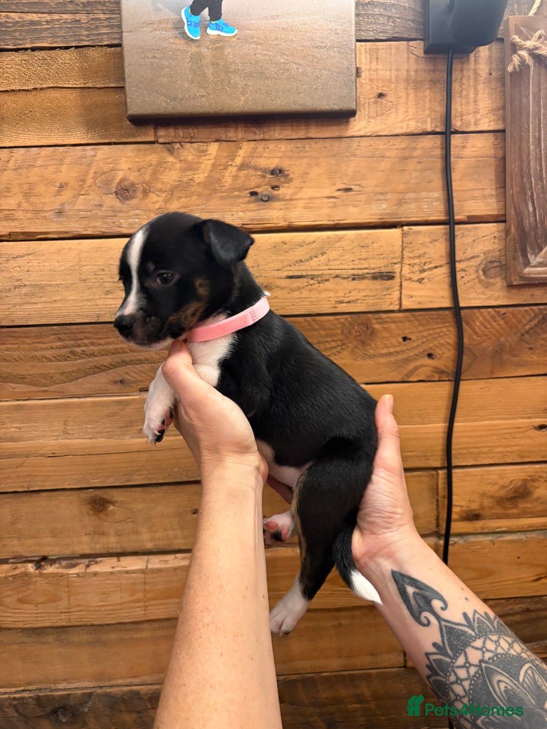 Mixed Breed dogs for sale: Staff/lab/collie pups  - Advert 13