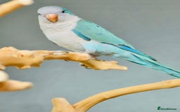 Parrots birds for sale: Baby Quaker parrots with FREE big cage and food - Image 2
