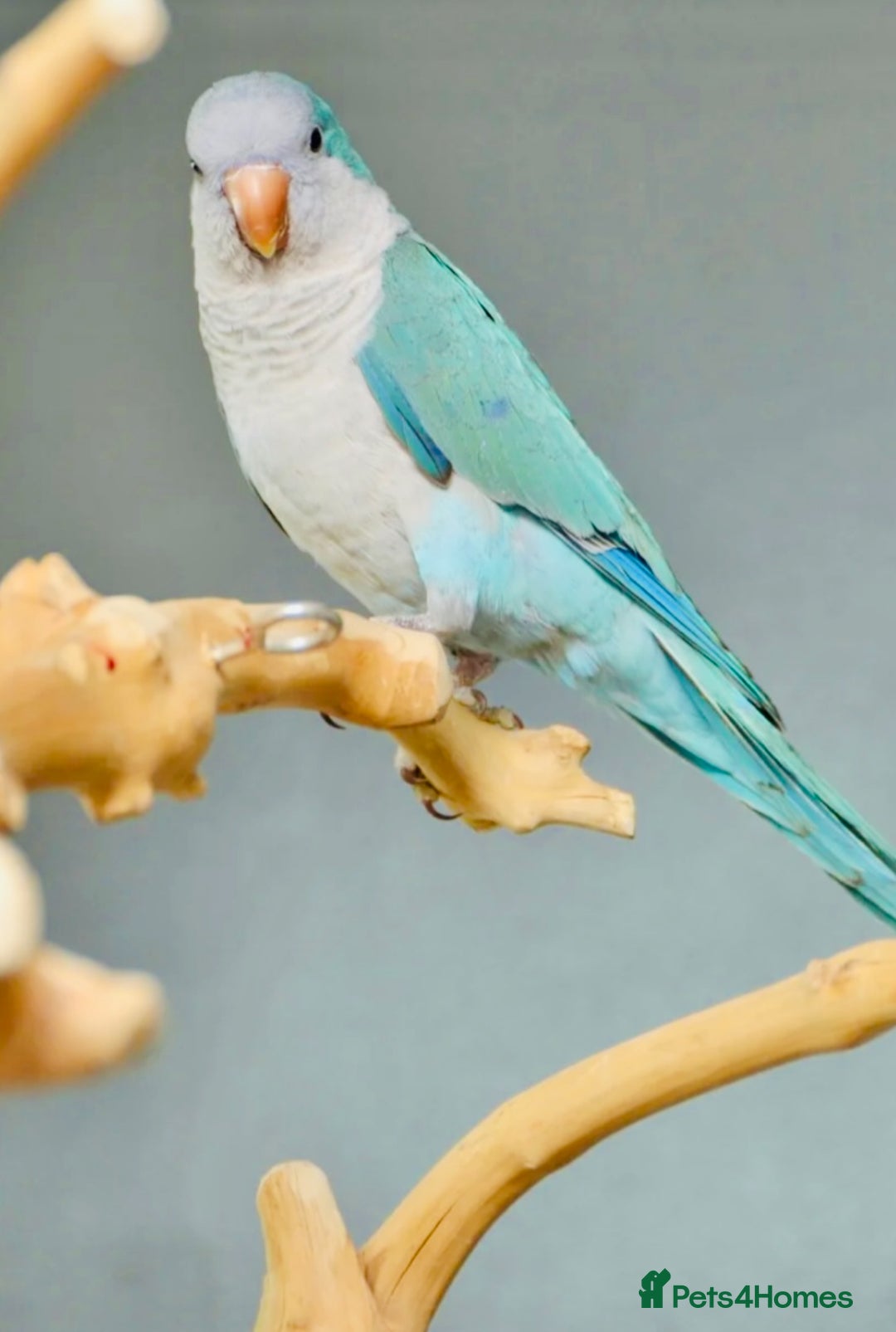 Parrots birds for sale: Baby Quaker parrots with FREE big cage and food - Image 2