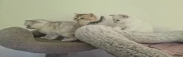 British Shorthair cats for sale: Beautiful British Shorthair Kittens - Advert 9