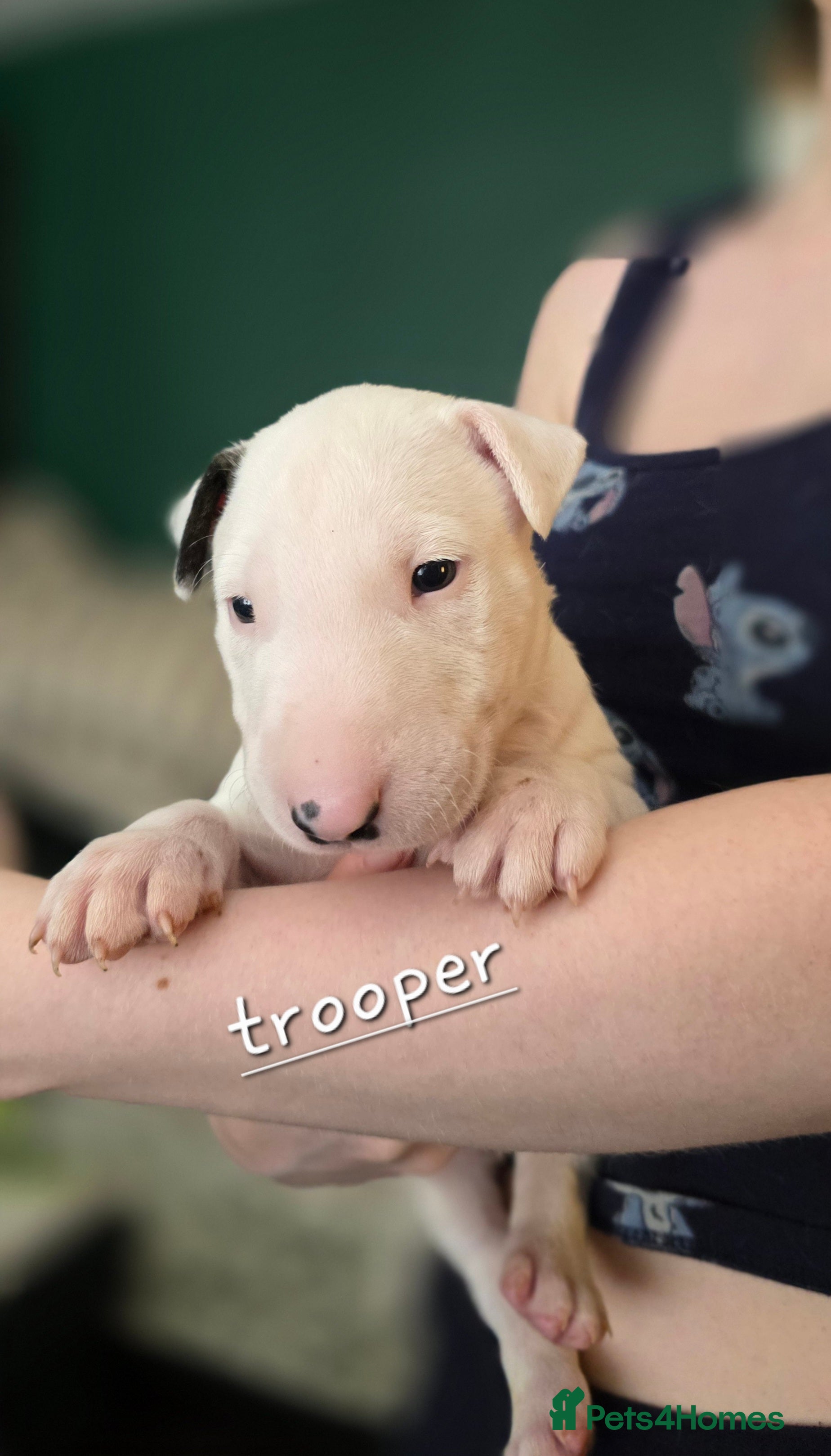 English Bull Terrier dogs for sale: KC English bullterrier puppies available  - Advert 5