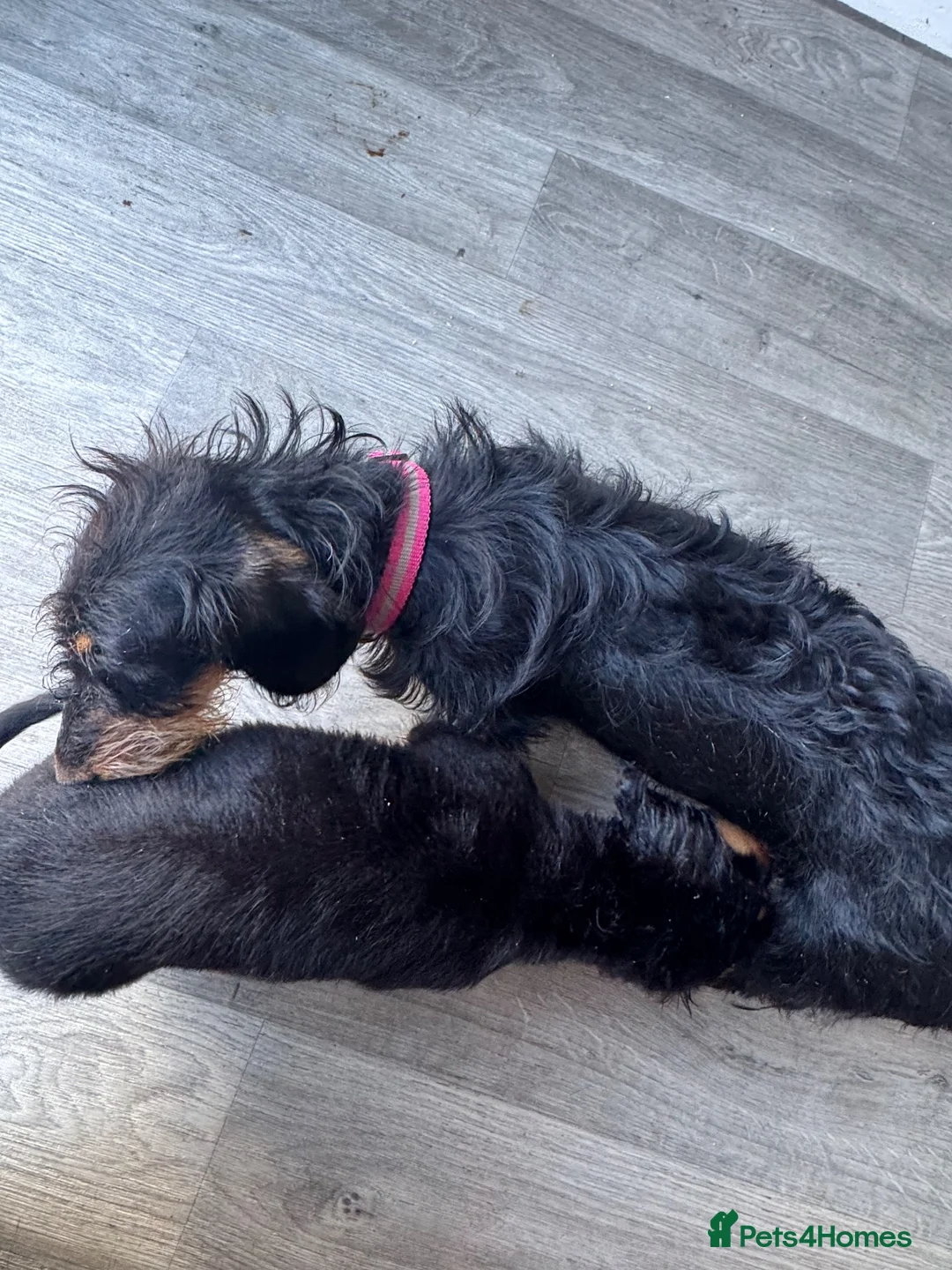 Miniature Dachshund dogs for sale: Miniature dachshund boy  - Advert 2