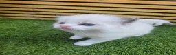 Ragdoll cats for sale: 💫Stunning Ragdoll Kittens 💫 - Advert 5