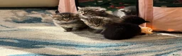 Ragdoll cats for sale: Ragdoll x - Advert 4