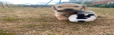 Labrador Retriever 6
