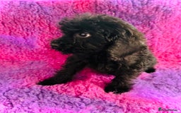 Cockapoo dogs for sale: Cockpoos puppies  - Image 1