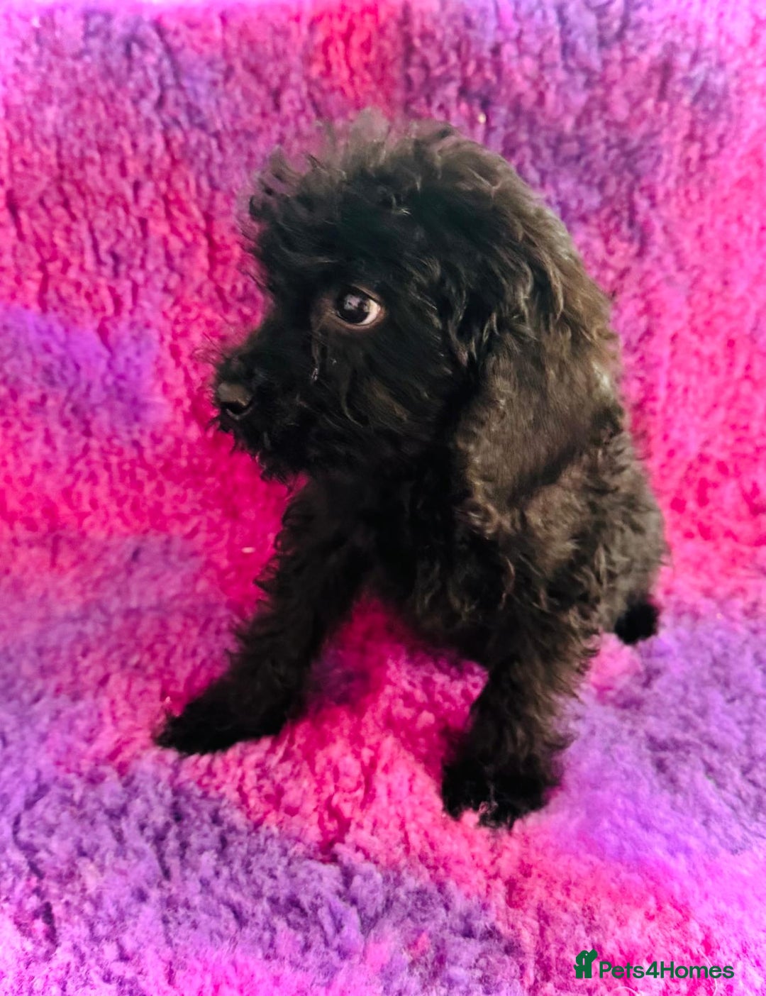 Cockapoo dogs for sale: Cockpoos puppies  - Image 1