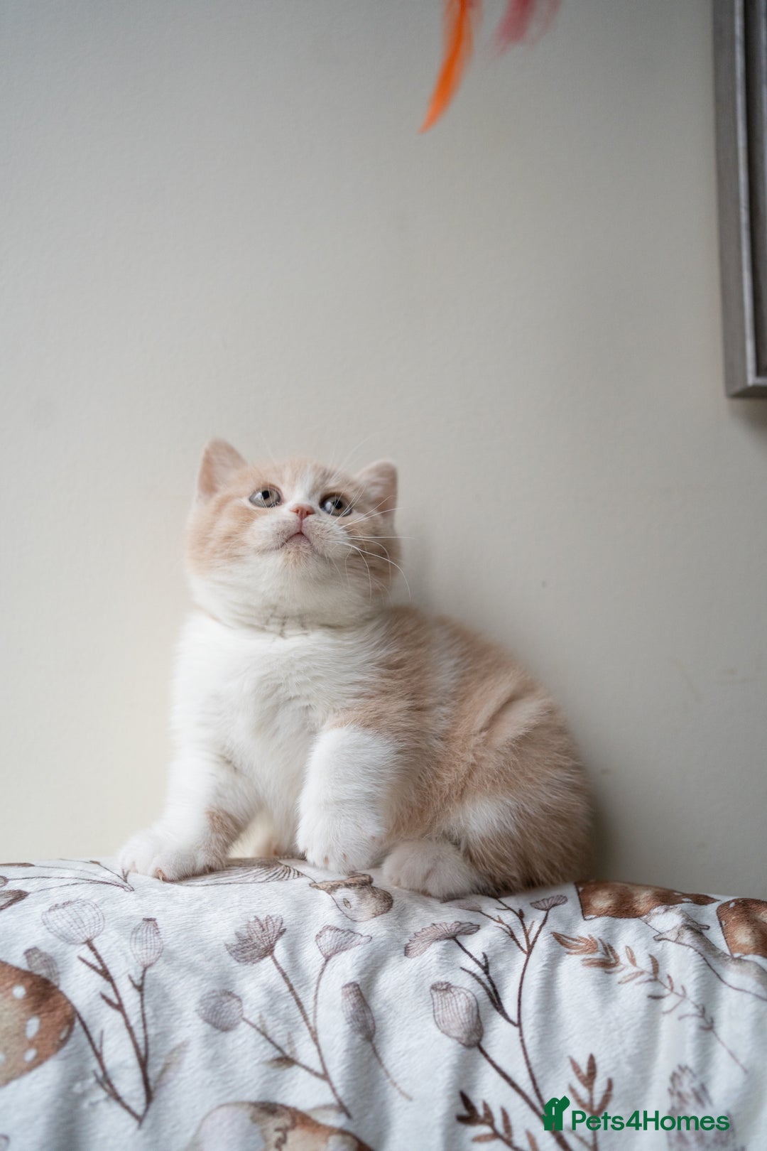 British Shorthair cats for sale: Two lovely boys left  - Advert 10