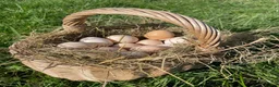 Chickens poultry for sale: 6 x Silkie Bantam Hatching Eggs - Advert 1