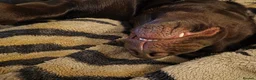 Labrador Retriever dogs for stud: Buddy - Advert 3