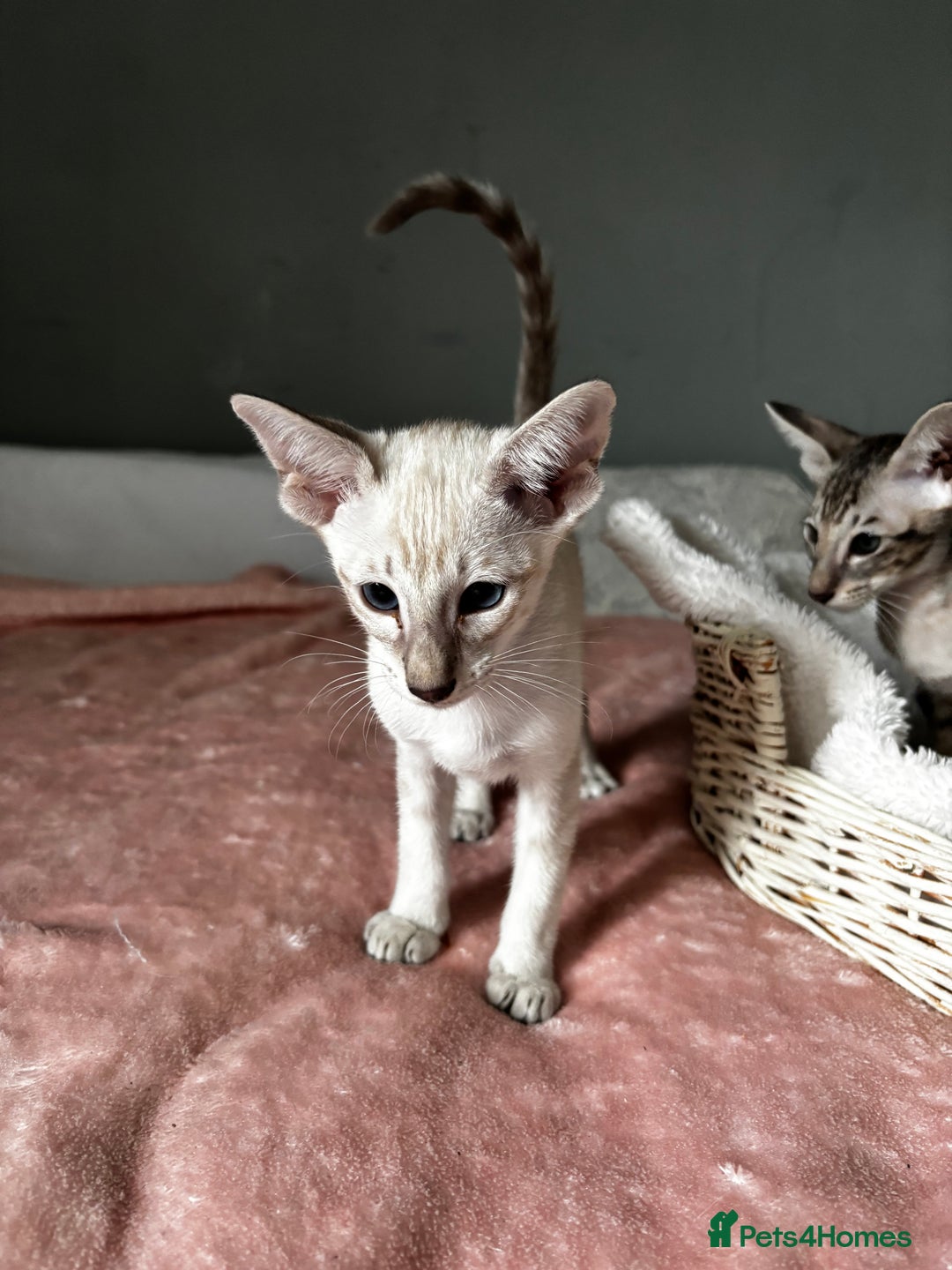 Oriental cats for sale: Pure breed Oriental kittens  - Image 13