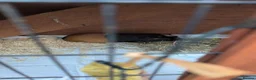 Guinea Pig rodents for sale: X2 guinea pigs  in Wellingborough - Advert 2