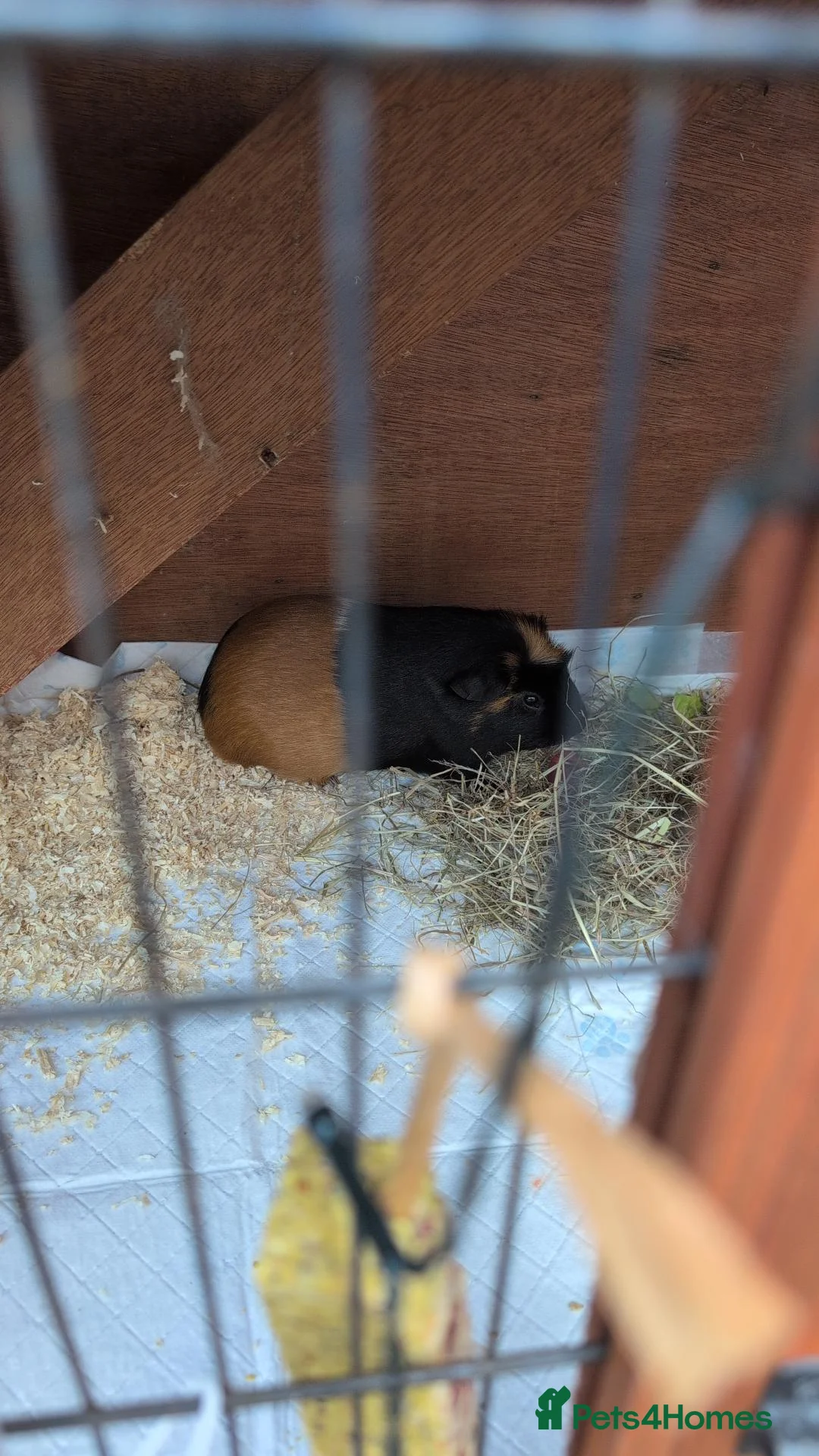 Guinea Pig rodents for sale: X2 guinea pigs  in Wellingborough - Advert 2