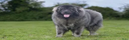 Caucasian Shepherd Dog dogs for stud: Caucasian shepherd Junior Champion for Stud - Advert 1