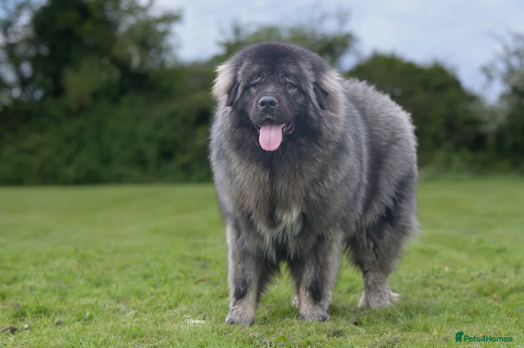 Caucasian Shepherd Dog dogs for stud: Caucasian shepherd Junior Champion for Stud - Advert 1