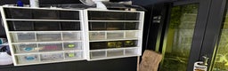 Python Snake reptiles for sale: Ball python group and snake rack setups  - Advert 8