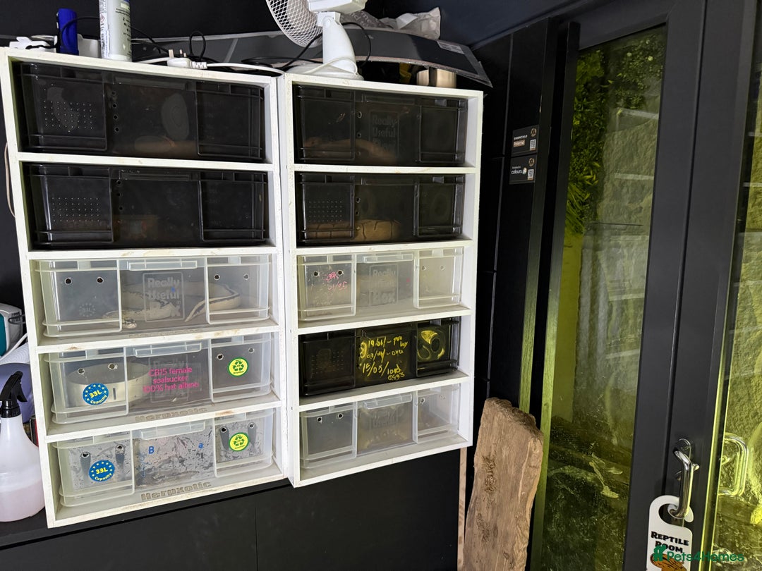 Python Snake reptiles for sale: Ball python group and snake rack setups  - Advert 8