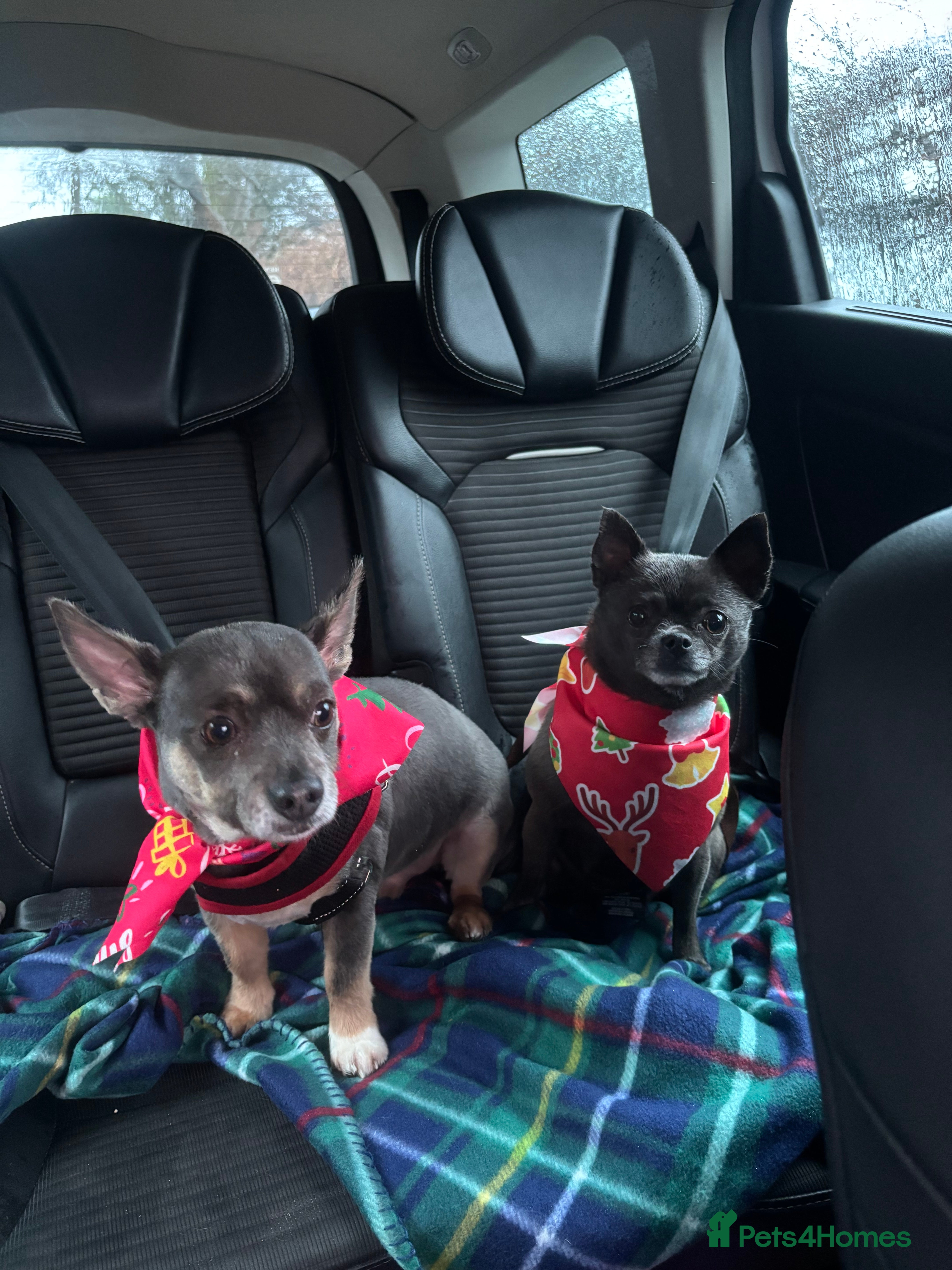 Chihuahua dogs Two loving chihuahuas Ronny and pickles  - Advert 1