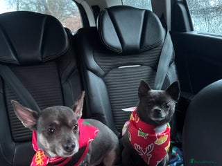 Chihuahua dogs Two loving chihuahuas Ronny and pickles - Advert 1