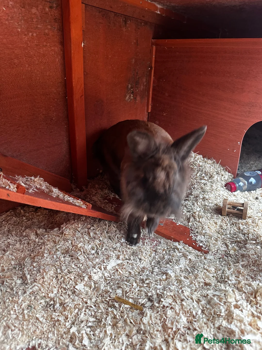 Mixed Breed rabbits for sale: Rabbit for sale  in Doncaster - Advert 2