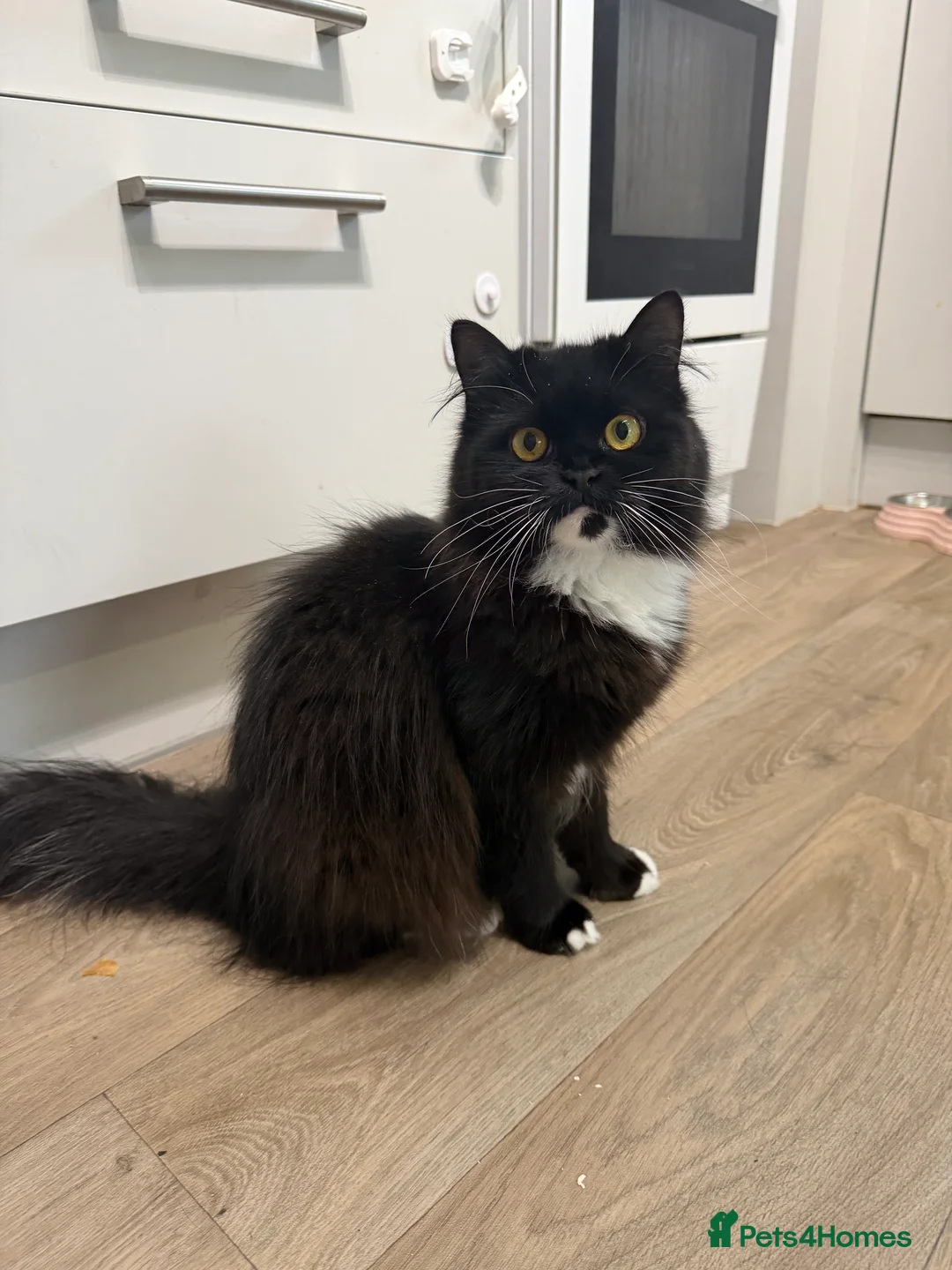 Mixed Breed cats for sale: Winnie looking for a forever home  - Advert 1