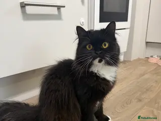 Mixed Breed cats Winnie looking for a forever home - Advert 1