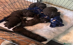 Cockapoo dogs for sale: Adorable chocolate cockapoos  - Image 2