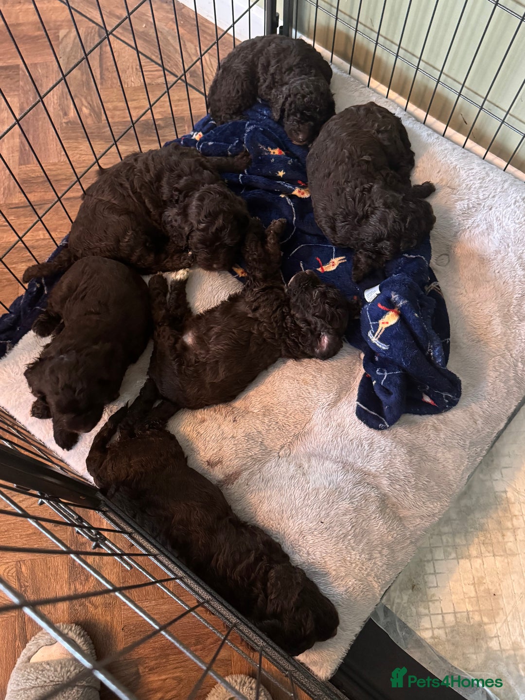 Cockapoo dogs for sale: Adorable chocolate cockapoos  - Image 2