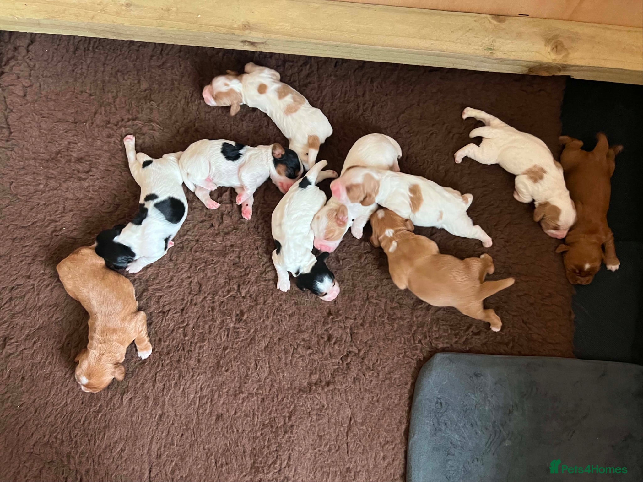 Cocker Spaniel dogs Working cocker spaniel puppies - Advert 1