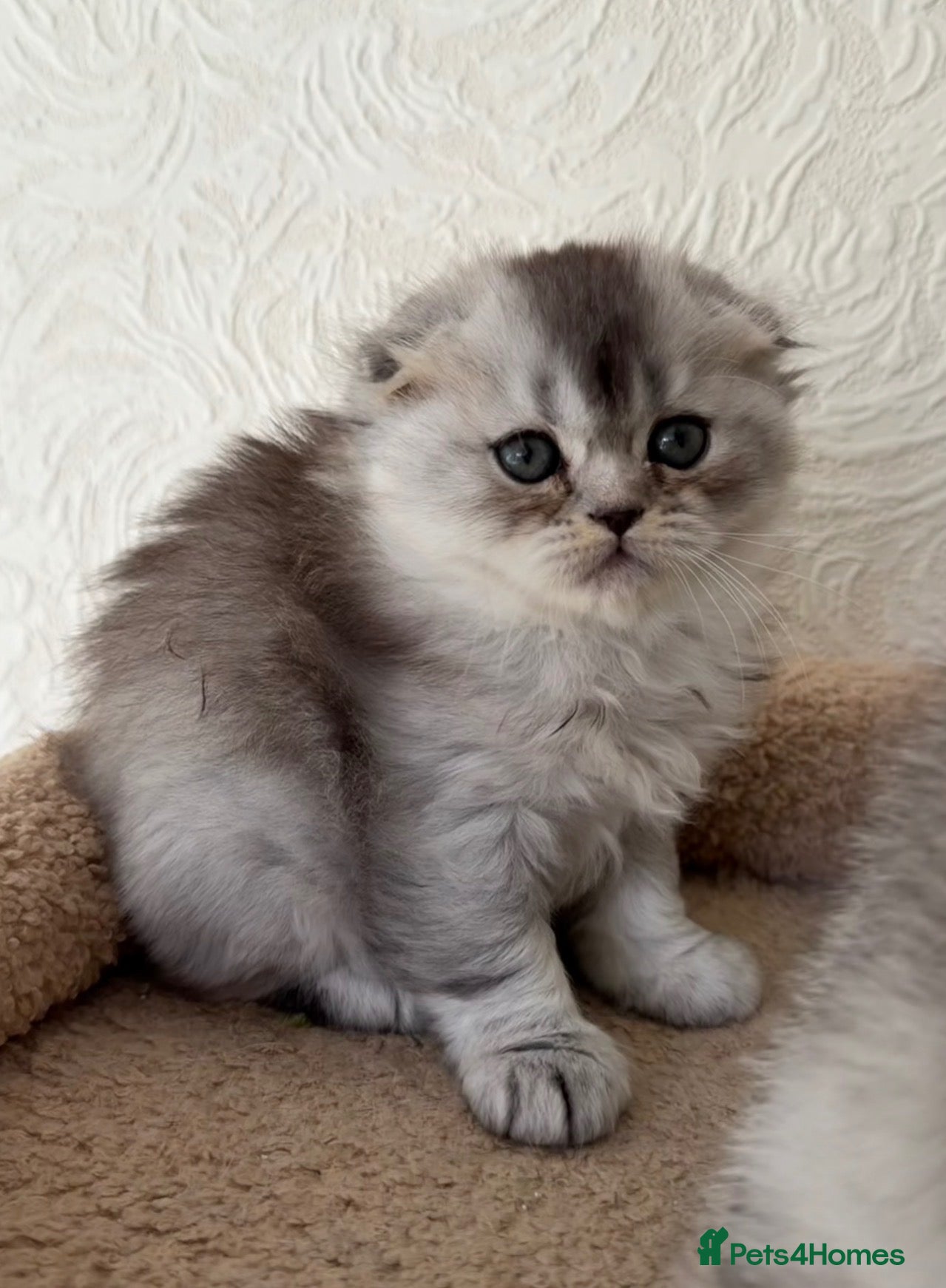 Scottish Fold cats Scottish Fold Kittens  - Advert 11