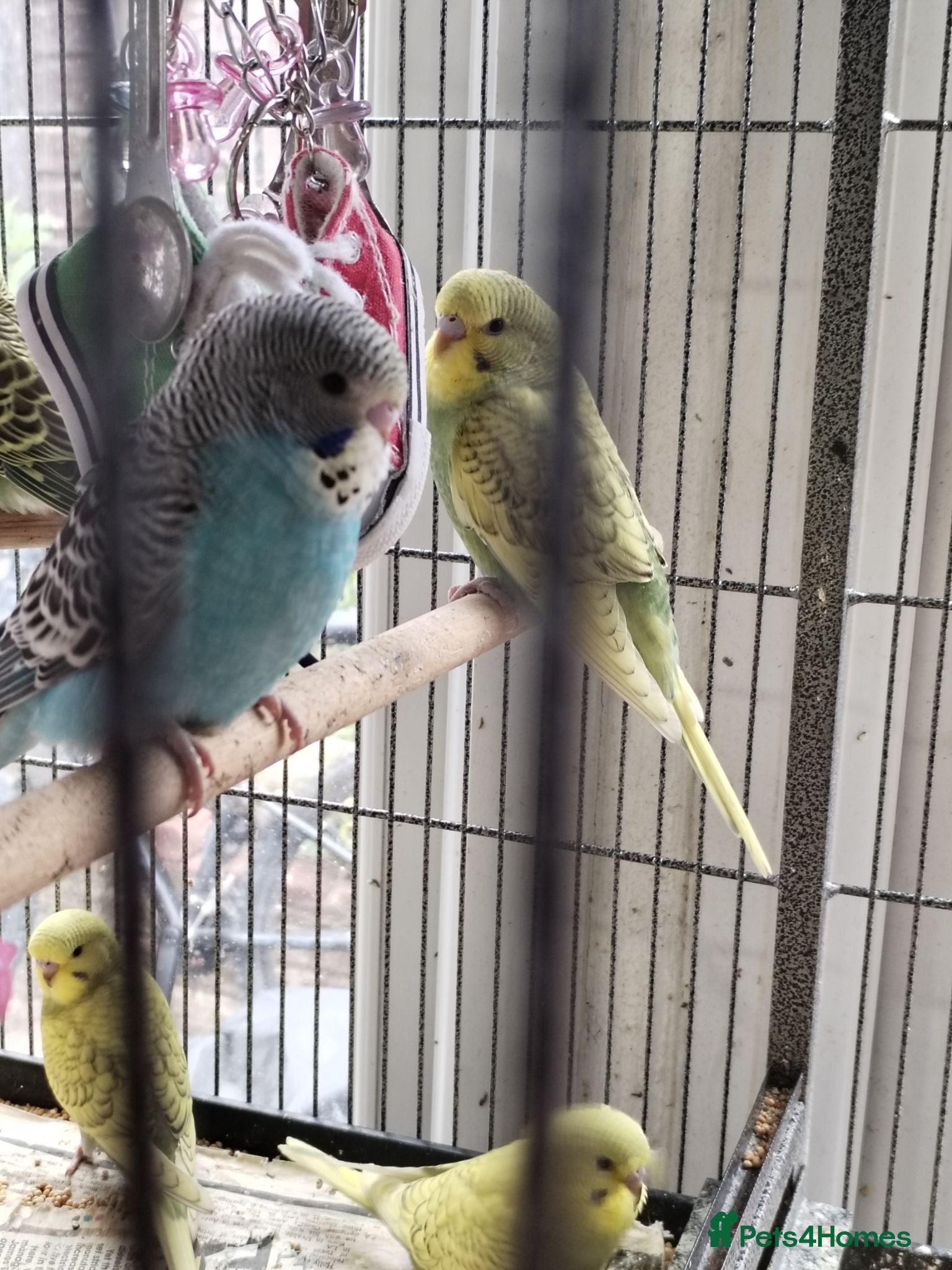 Budgerigars birds Beautiful baby budgies  - Advert 1