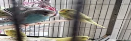 Budgerigars birds for sale: Beautiful baby budgies  - Advert 1