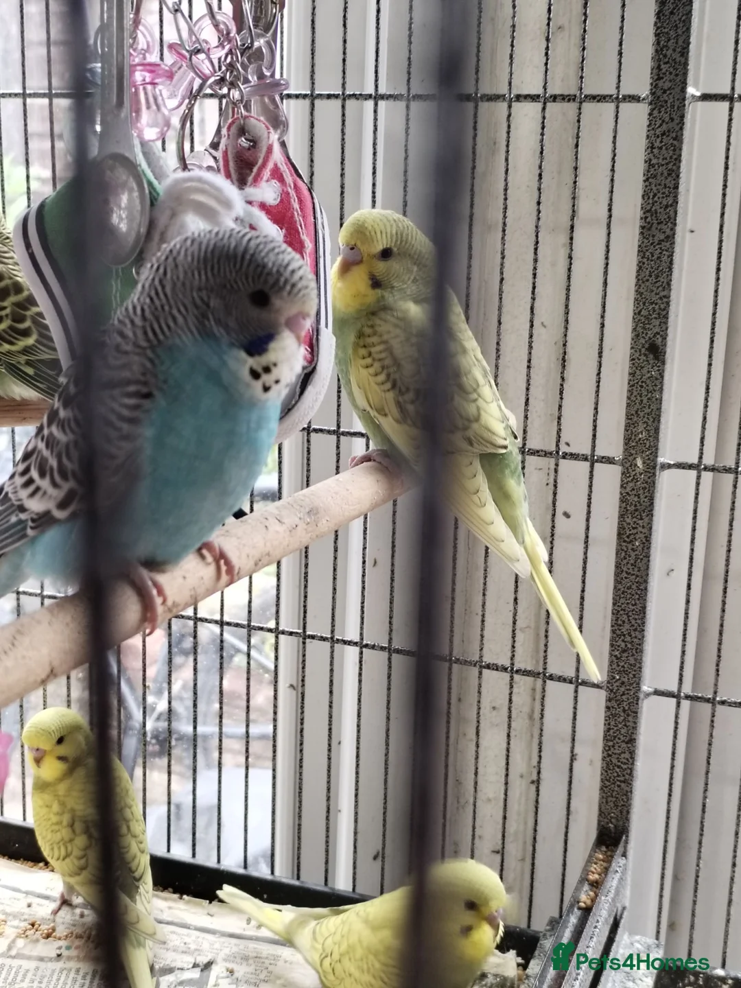 Budgerigars birds for sale: Beautiful baby budgies  - Advert 1