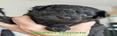 Pomapoo 4