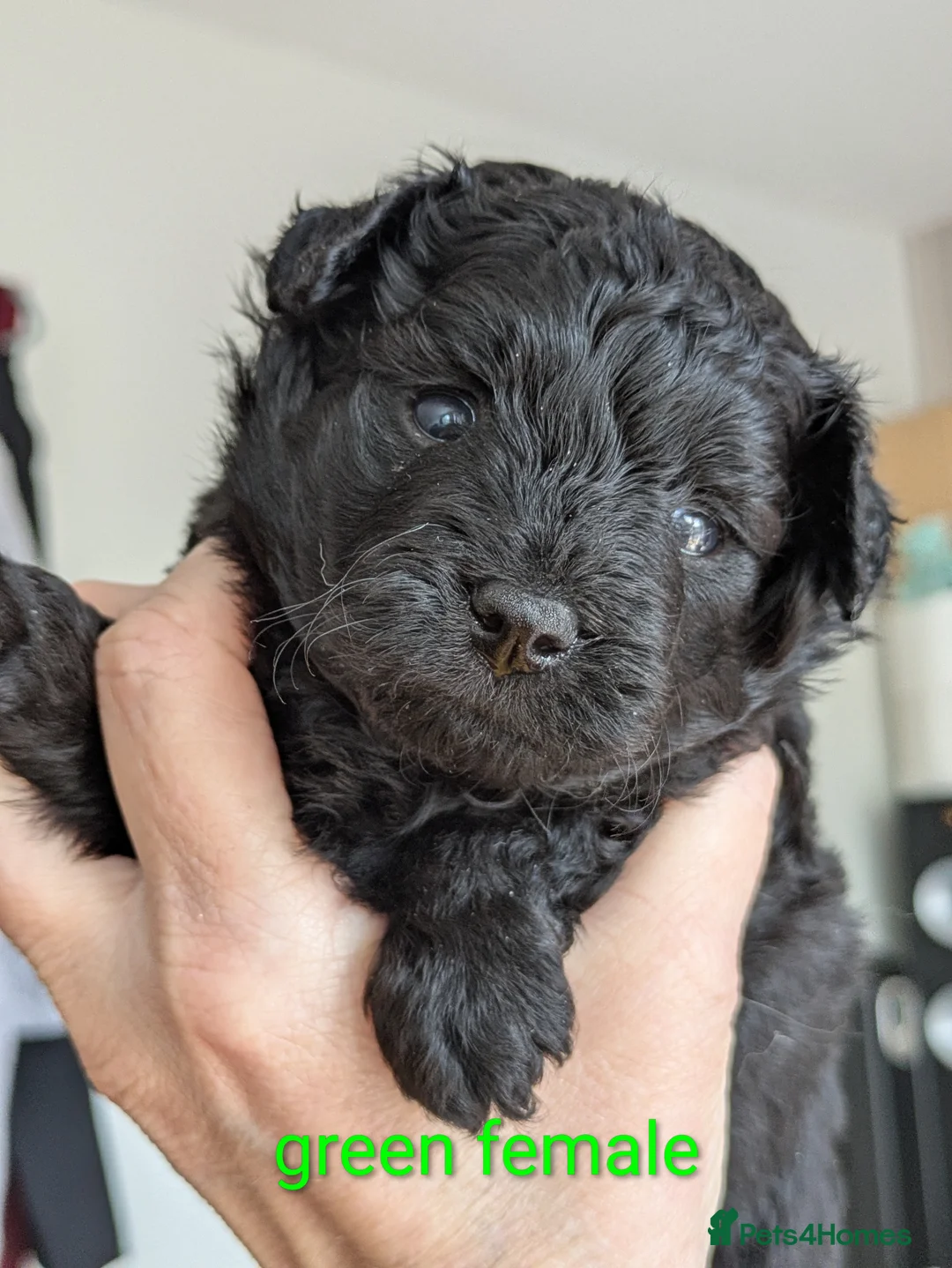 Pomapoo dogs for sale: Gorgeous F1 Pomapoo's - Advert 1