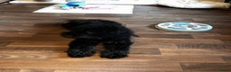 Cockapoo dogs for sale: Gorgeous F2 Cockapoo Puppies in Nottingham - Advert 3