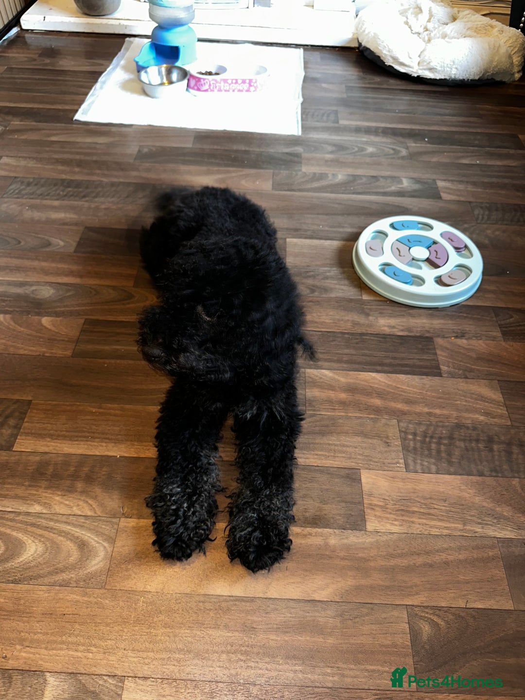 Cockapoo dogs for sale: Gorgeous F2 Cockapoo Puppies in Nottingham - Advert 3