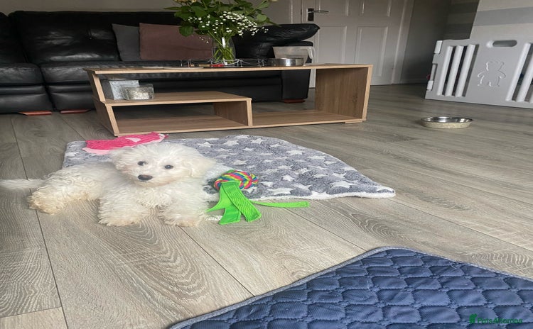 Bichon Frise dogs - Advert 8