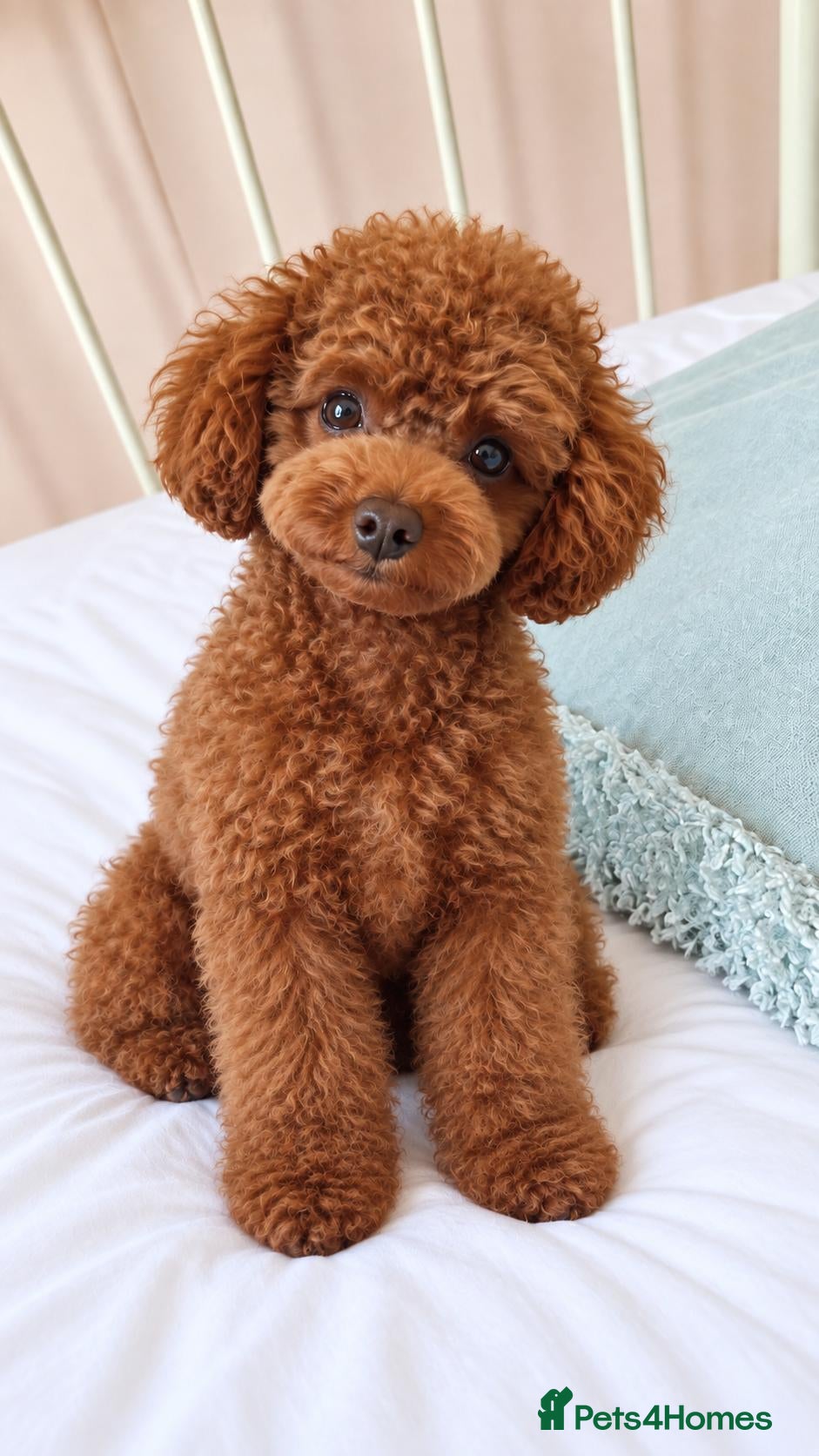 Toy Poodle dogs Asian Toy Poodle - Advert 9